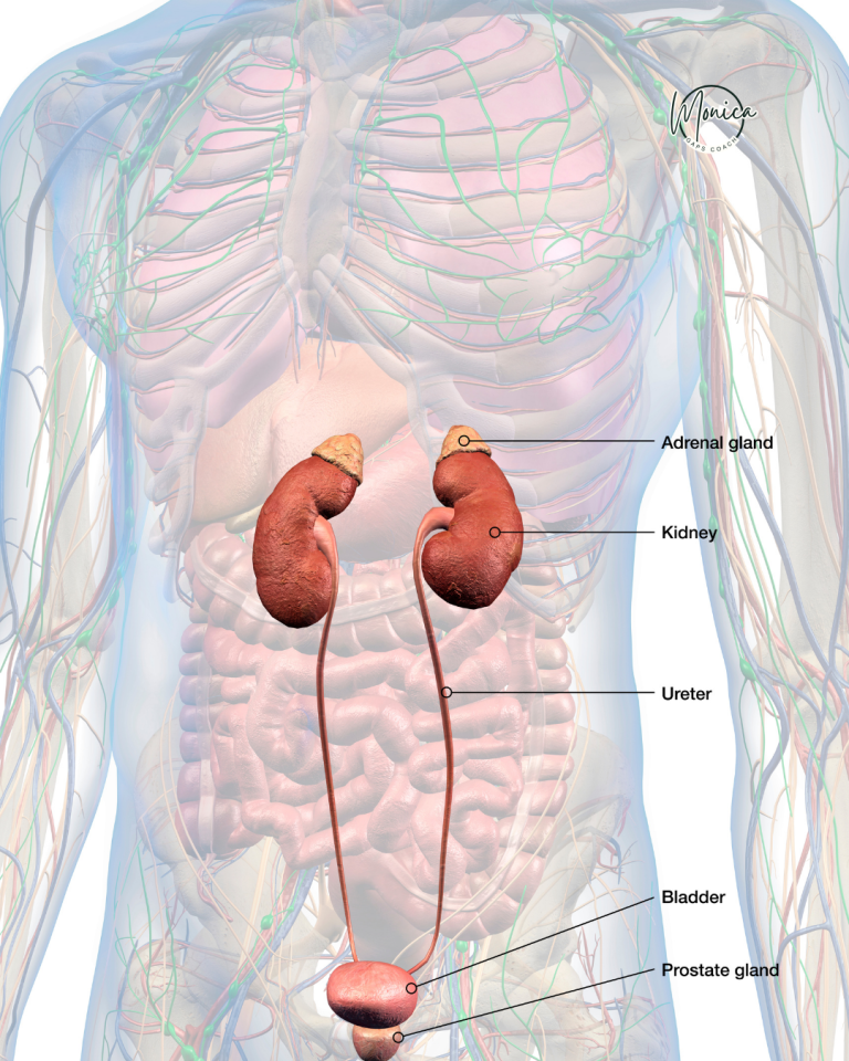 Diagramă anatomică a glandelor suprarenale deasupra rinichilor
